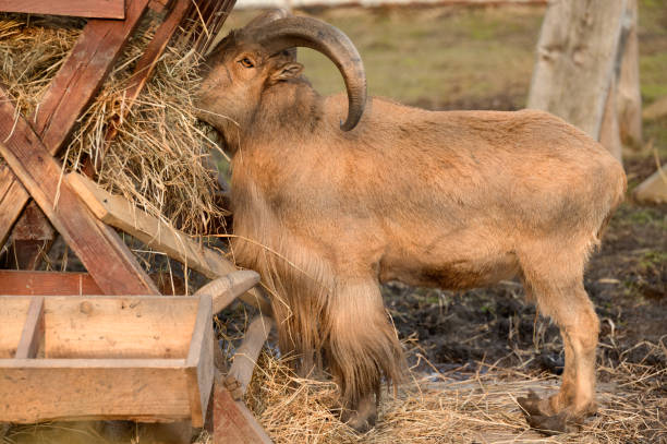 istock Maned ram eats hay, an animal in the zoo. 1353998405