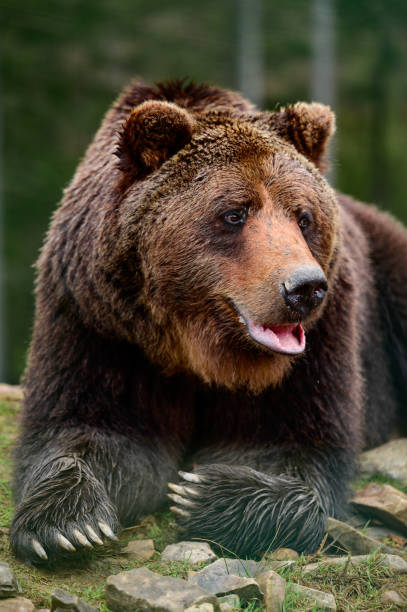 istock Big brown bear lying, big forest predator close up, big paw and sharp claws. 1354000154