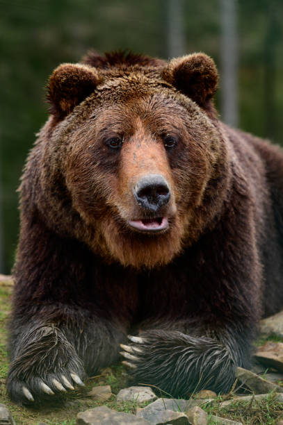 istock Brown bear is a wild and dangerous animal, resting after a walk. 1354000710