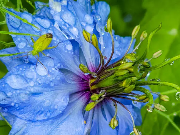 Photo of Close up of a cornflower with raindrops on a rainy day