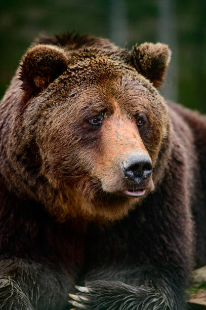 istock Brown bear is a wild and dangerous animal, resting after a walk. 1354000821