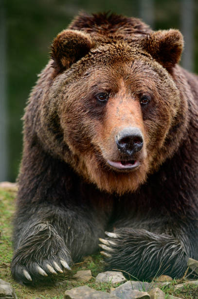 istock Big brown bear lying, big forest predator close up, big paw and sharp claws. 1354001041