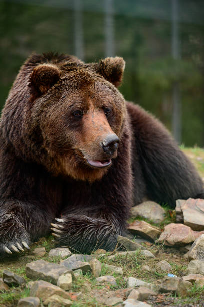 istock Big brown bear lying, big forest predator close up, big paw and sharp claws. 1354001218