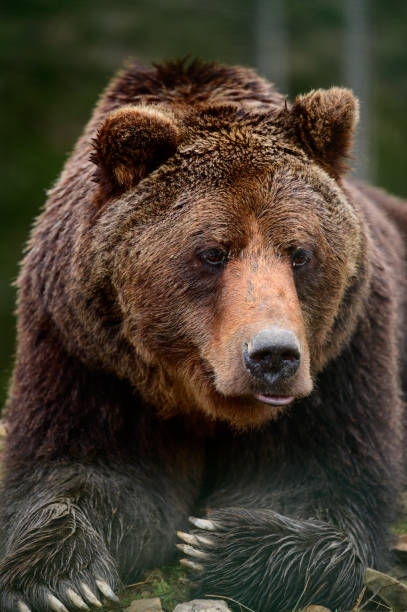 istock Brown bear is a wild and dangerous animal, resting after a walk. 1354001453