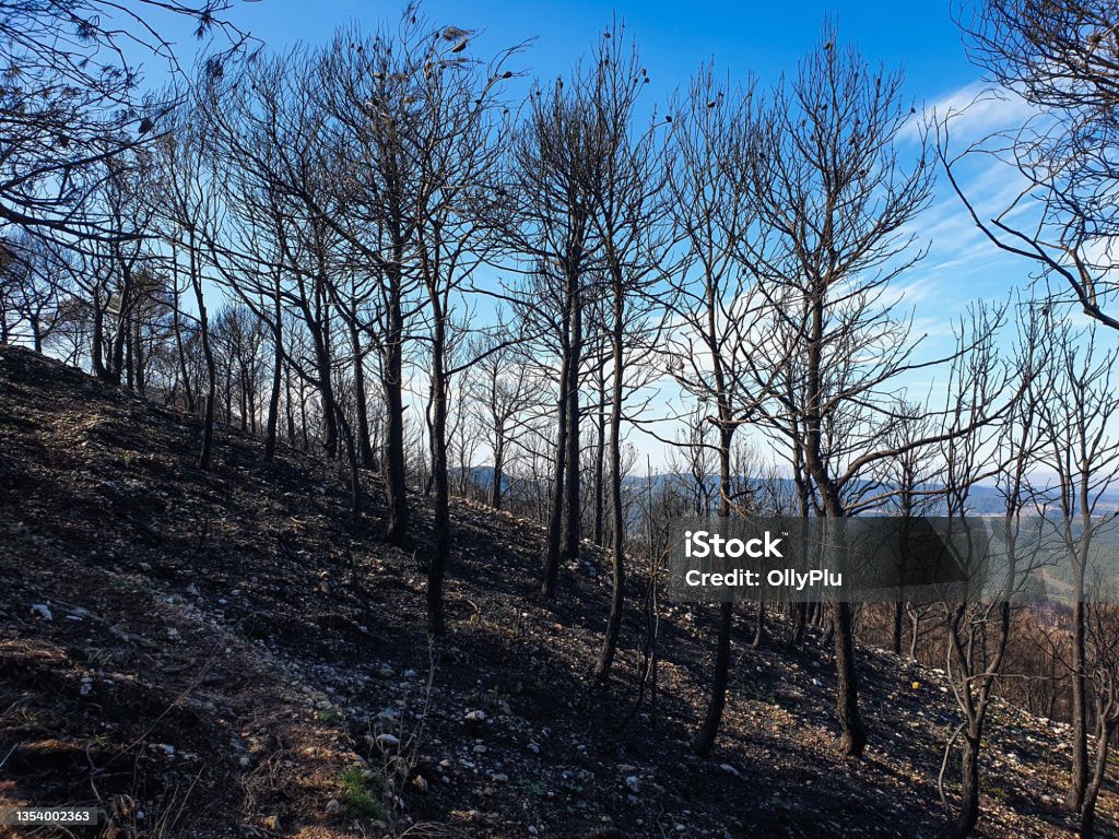 Spalony las w górach, spalone drzewa po pożarze, Hiszpania - Zbiór zdjęć royalty-free (Bez ludzi) Spalony las w górach, spalone drzewa po pożarze, Hiszpania - Zbiór zdjęć royalty-free (Bez ludzi)
