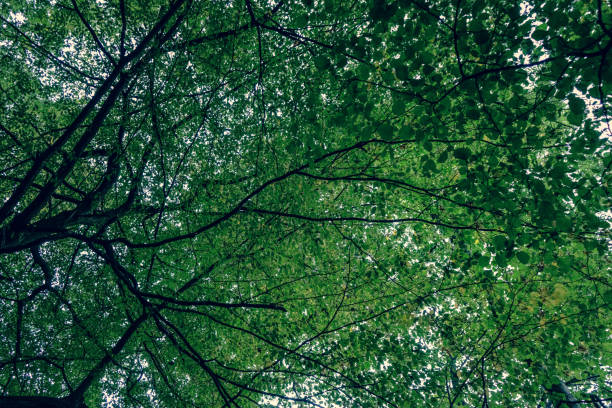 A green treetop in summer.
