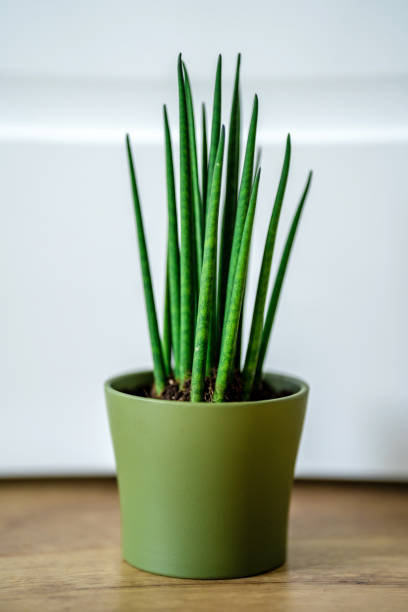 istock Cylindrical Sansevieria in a pot on a white wall background 1354002624