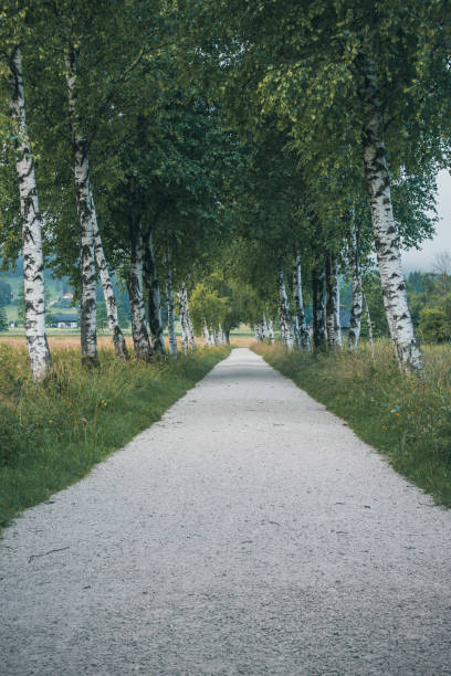 istock Bike path on a moody day 1354003015