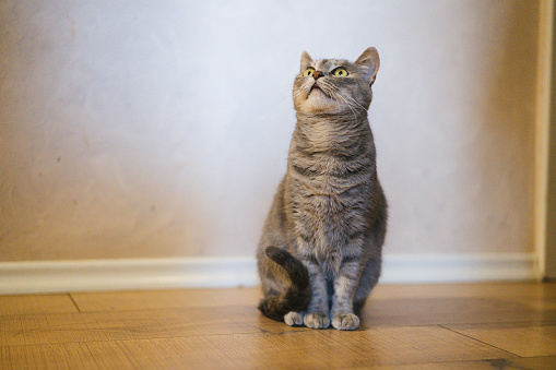 Cute cat sitting on the floor in living room at home.