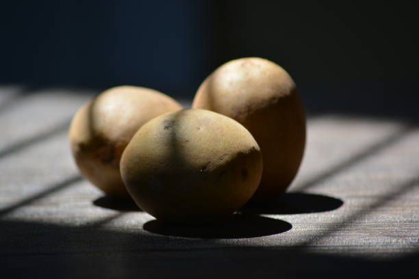 Manilkara zapota, commonly known as sapodilla, sapota, chikoo, chico, naseberry, or nispero, Sawo is a long lived, evergreen tree and sweet fruit.