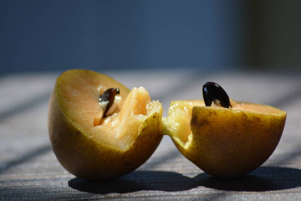 istock Manilkara zapota, Sapota 1354006685