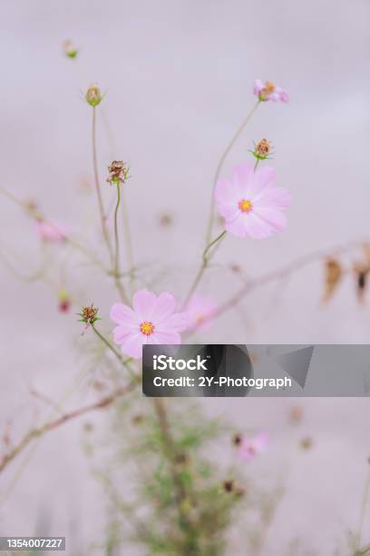 Cosmos Stock Photo - Download Image Now - Color Image, Flower, No People