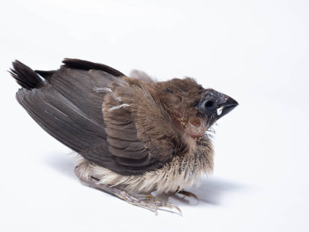 istock The Javan munia (Lonchura leucogastroides 1354008293