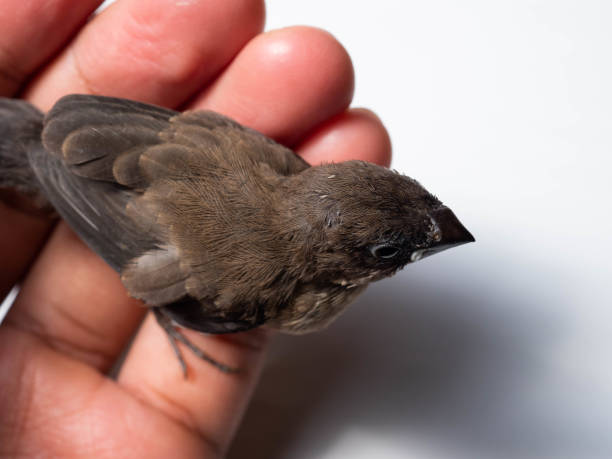 istock The Javan munia (Lonchura leucogastroides 1354008373