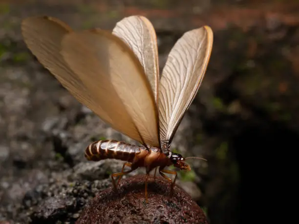 Termite alates, a caste of termites that will be queen an king on the colony