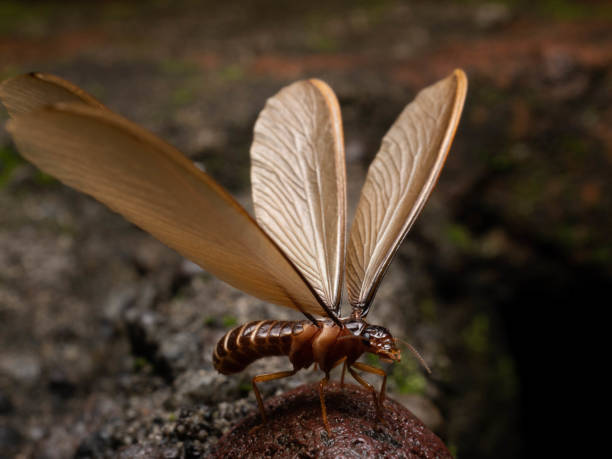 istock Pictureof Termite alates 1354008427
