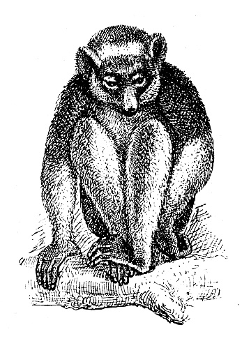 Antique illustration: indri, babakoto