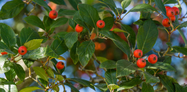 gros plan de grappes rouges de baies d’aubépine de lavalle (crataegus x lavallei carrierei) thorn ou may-tree dans le parc de la ville de krasnodar. paysage public parc galitsky sous le soleil d’automne 2021. focalisation sélective. - rose petals temperate flower scenics prickly rose photos et images de collection