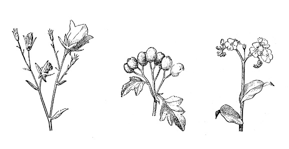 Antique illustration: types of inflorescences, campanula, may tree (hawtorn), Myosotis