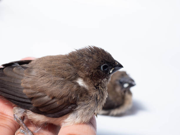istock The Javan munia (Lonchura leucogastroides 1354009738