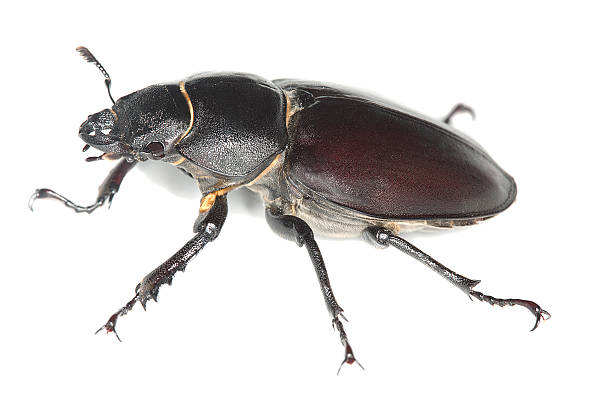 istock Female stag beetle, Lucanus cervus isolated on white background 135401022