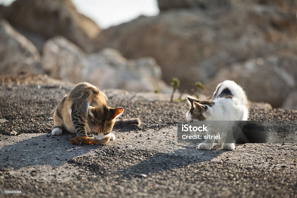 Koty w trakcie żywienia w nadmorskiej - Zbiór zdjęć royalty-free (Europa - Lokalizacja geograficzna)
