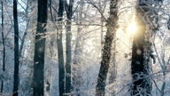 istock Snow falling in a forest in front of the gold sun 1354010908