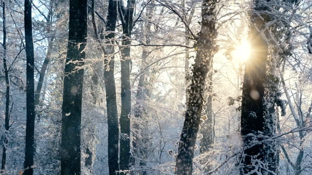 Snow falling in a forest in front of the gold sun