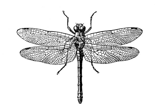 Antique illustration: Dragonfly Antique illustration: Dragonfly dragonfly drawing stock illustrations