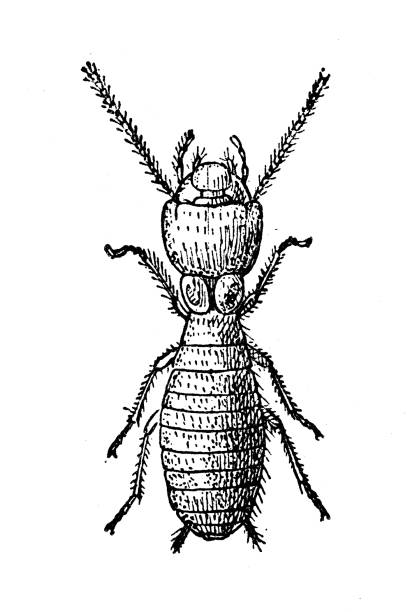 Termite Insect Drawing 1,100+ For Termites Drawing Stock Photos, Pictures & Royalty-Free ...