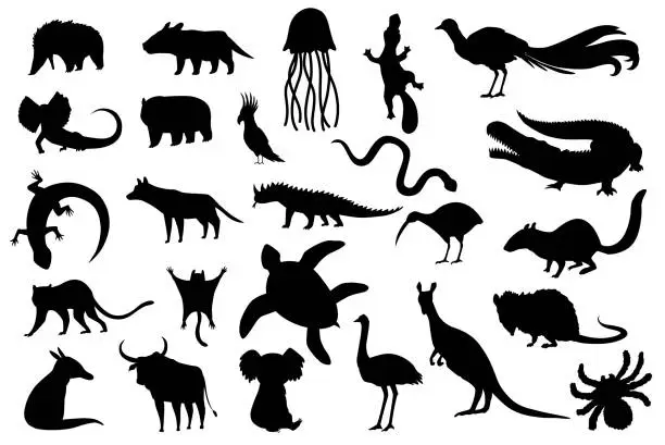 Vector illustration of Silhouette animals of australia. Nature fauna collection. Geographical local fauna. Mammals living on continent. Vector illustration