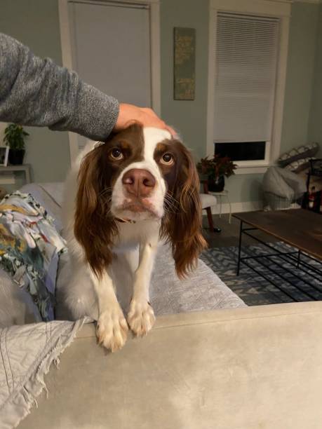istock Happy dog getting pet on the head 1354015256