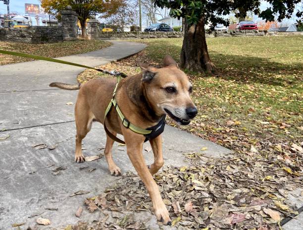 istock Happy dog on a walk in autumn 1354015282