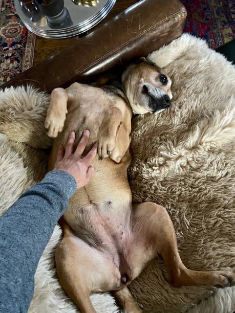 istock Happy dog getting a belly rub 1354015343