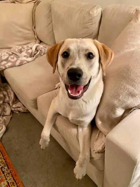 istock Happy dog sitting on a couch and looking up with mouth open 1354015354