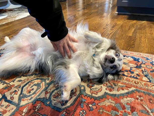 istock Happy Australian Shepherd getting a belly rub 1354015979