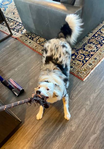 istock Happy dog playing tug of war 1354016047