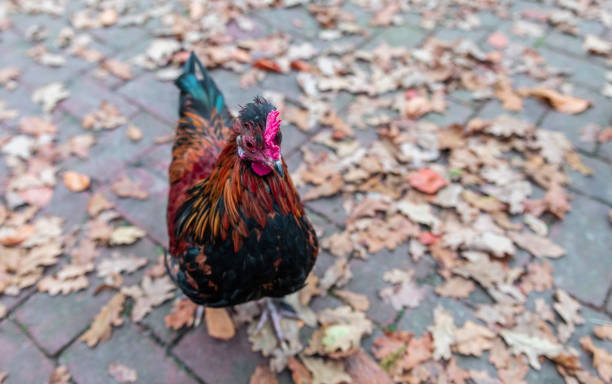 ein hahnentier auf einer straße während des herbstes - rooster animal perching branch stock-fotos und bilder