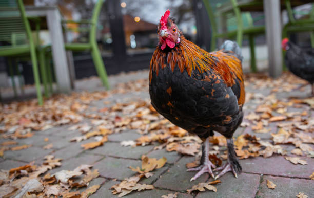 ein hahnentier auf einer straße während des herbstes - rooster animal perching branch stock-fotos und bilder