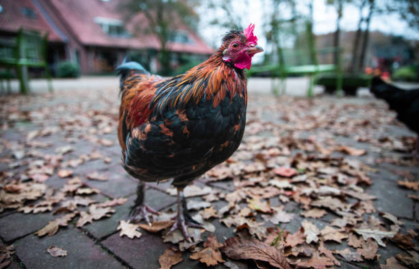 a closeup shot of a chicken in autumn on a farm