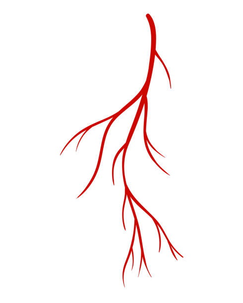 menschliche venen. rotes silhouettengefäß, arterien oder kapillaren auf weißem hintergrund. konzeptanatomisches element für die medizinische wissenschaft. vektorisoliertes symbol des blutsystems - leitbündel stock-grafiken, -clipart, -cartoons und -symbole