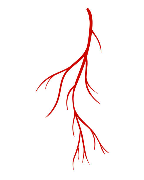 ilustrações de stock, clip art, desenhos animados e ícones de human veins. red silhouette vessel, arteries or capillaries on white background. concept anatomy element for medical science. vector isolated symbol of blood system - leaf vein