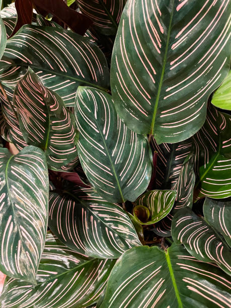 Full frame image of Calathea (prayer plants) with glossy, green, variegated leaves, exotic houseplants with striped foliage, elevated view Stock photo showing a group of exotic, tropical Calathea (prayer plants). These plants are popular as houseplants due to their attractive foliage. calathea photos stock pictures, royalty-free photos & images