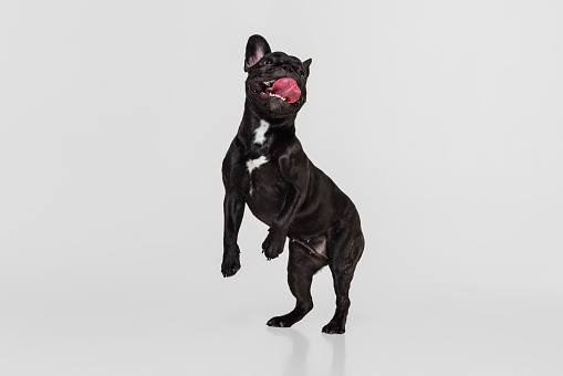 Studio shot of purebred dog, French bulldog standing isolated over white studio background. Concept of motion, action, pets, care, vet, love, animal life. Copy space for ad. Looks sweet, happy