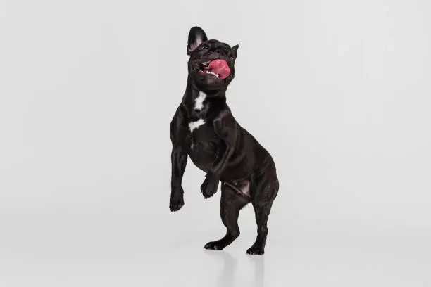Photo of Studio shot of purebred dog, French bulldog standing isolated over white studio background. Animal, vet, care concept