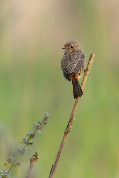 istock Female Pied Bushchat perching on a perch looking into a distance 1354019333
