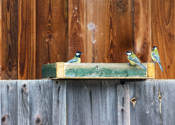istock photography with pupils in a bird feeder 1354019457