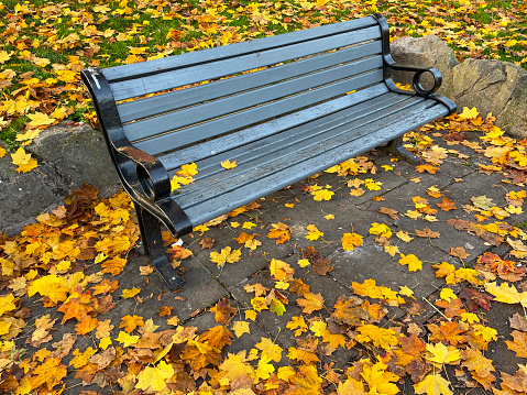 Stock photo showing close-up view of orange, brown and yellow autumnal coloured maple leaves that have fallen to the ground and landed on a mossy tarmac path beside a public bench seat.