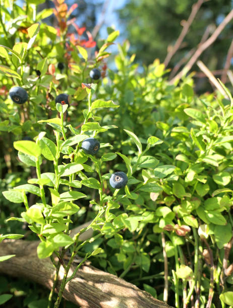 istock Bilberries fruits in the forest 1354021335