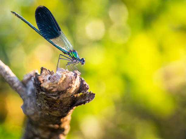 istock Blue dragonfly (Libellula incesta ) on branch with thorns with soft background with negative space 1354021726